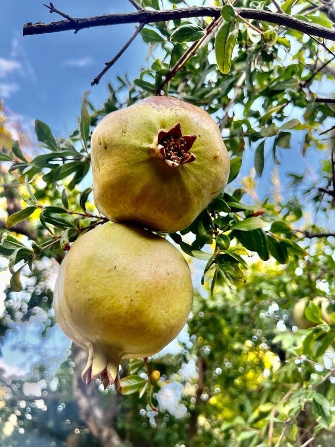 Olive Sense Villa Afantou Eksteriør billede